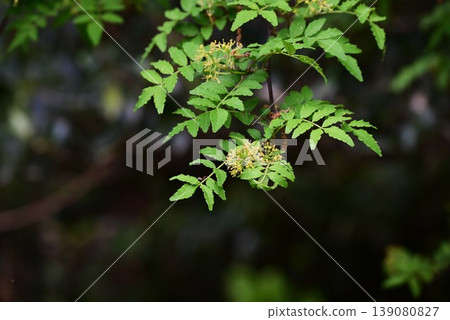 The flowers of the male sansho plant, sansho, flower sansho, and the fact that it is dioecious (having separate male and female plants) means that only female plants produce fruit. The flowers of the male sansho plant, sansho, flower sansho, and the fact that it is dioecious (having separate male and female plants) means that only female plants produce fruit. 139080827