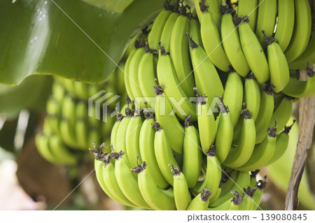 Okinawa Miyako Island Banana Image 139080845