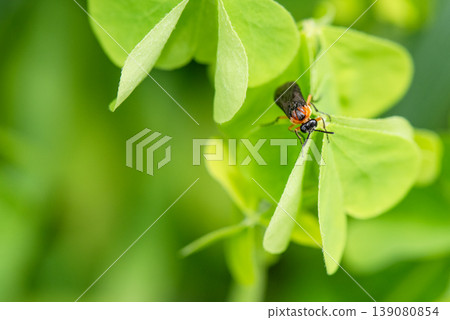 一隻黑背蕪菁葉蜂停在葉子上,它的臉清晰可見。 一隻黑背蕪菁葉蜂停在葉子上,它的臉清晰可見。 139080854