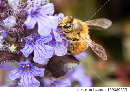 歐洲蜜蜂採集紫色花蜜 歐洲蜜蜂採集紫色花蜜 139080855