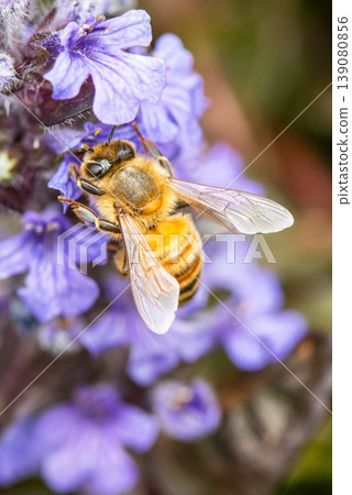 Honeybees sucking flower nectar 139080856