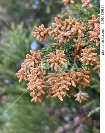 雪松花 雪松花 139080985