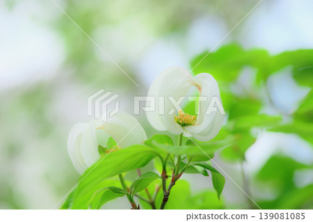 Beautiful Dogwood Flowers Beautiful Dogwood Flowers 139081085