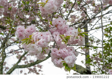 A very large parent-child waterwheel and cherry blossoms in full bloom in Niimi City, Okayama Prefecture, Japan. A very large parent-child waterwheel and cherry blossoms in full bloom in Niimi City, Okayama Prefecture, Japan. 139081222
