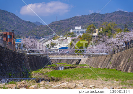 蘆屋川沿岸的櫻花樹 蘆屋川沿岸的櫻花樹 139081354
