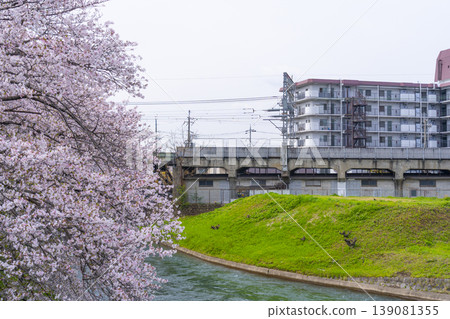 伏見斜坡的櫻花美景 伏見斜坡的櫻花美景 139081355