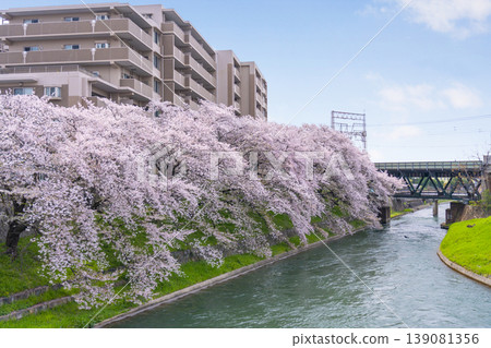 伏見斜坡的櫻花美景 139081356