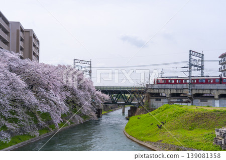 Cherry blossom scenery at Fushimi Incline 139081358