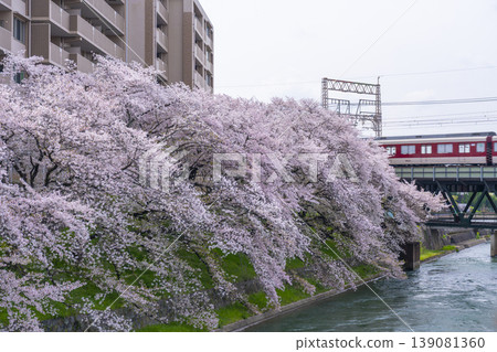 Cherry blossom scenery at Fushimi Incline Cherry blossom scenery at Fushimi Incline 139081360