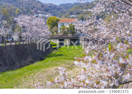 A row of cherry trees along the Ashiya River, with the Daisobashi Bridge visible. A row of cherry trees along the Ashiya River, with the Daisobashi Bridge visible. 139081371