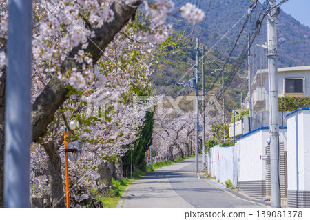 Cherry trees along the Ashiya River Cherry trees along the Ashiya River 139081378