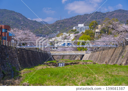 Cherry trees along the Ashiya River, near Kaimori Bridge 139081387
