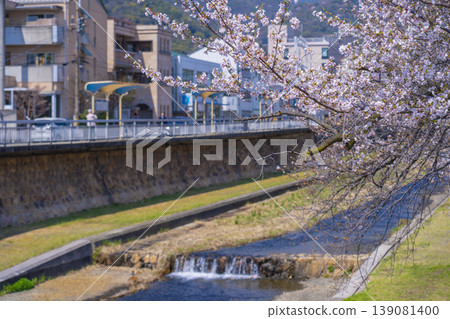 Cherry trees along the Ashiya River Cherry trees along the Ashiya River 139081400