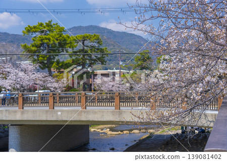 Cherry trees along the Ashiya River Cherry trees along the Ashiya River 139081402