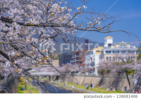 Cherry trees along the Ashiya River Cherry trees along the Ashiya River 139081406