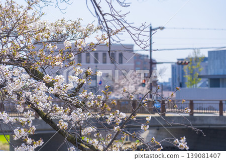 Cherry trees along the Ashiya River Cherry trees along the Ashiya River 139081407