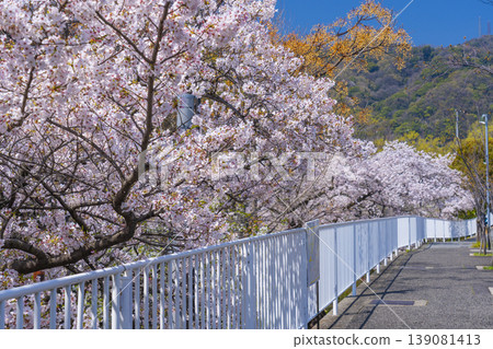 青谷川公園的櫻花 139081413