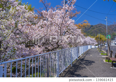 Cherry blossoms at Aotanigawa Park Cherry blossoms at Aotanigawa Park 139081415