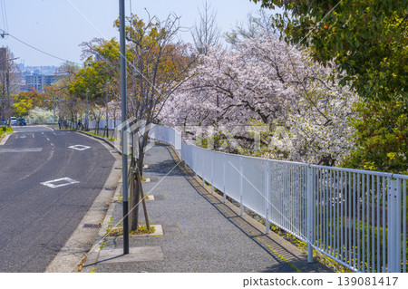 Cherry blossoms at Aotanigawa Park Cherry blossoms at Aotanigawa Park 139081417
