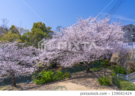 王子公園和青谷川公園的櫻花 王子公園和青谷川公園的櫻花 139081424