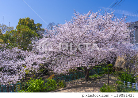 王子公園和青谷川公園的櫻花 王子公園和青谷川公園的櫻花 139081425