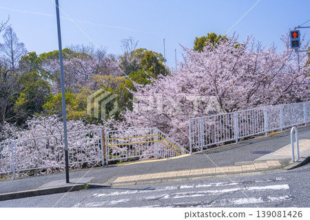 王子公園和青谷川公園的櫻花 王子公園和青谷川公園的櫻花 139081426