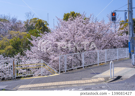 王子公園和青谷川公園的櫻花 139081427