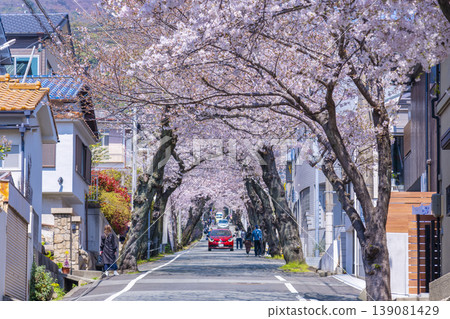Cherry blossom tunnel in Nada Ward, Kobe City Cherry blossom tunnel in Nada Ward, Kobe City 139081429