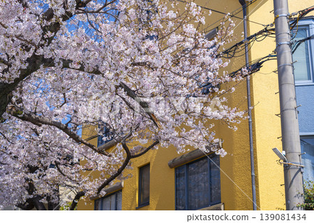 Cherry blossom tunnel in Nada Ward, Kobe City Cherry blossom tunnel in Nada Ward, Kobe City 139081434