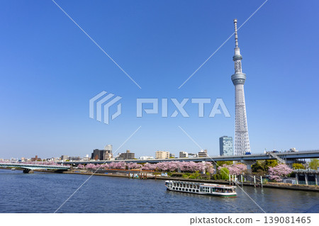 櫻花公園櫻花和東京天空樹 櫻花公園櫻花和東京天空樹 139081465