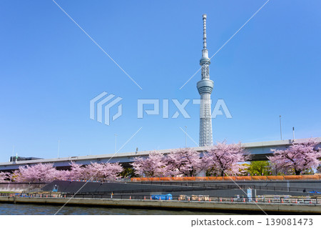 Sakura Park Sakura and Tokyo Sky Tree Sakura Park Sakura and Tokyo Sky Tree 139081473