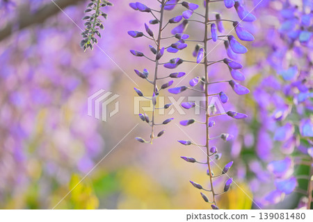 A landscape with wisteria's flowers A landscape with wisteria's flowers 139081480