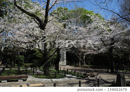 Yasukuni Shrine - Cherry blossoms within the shrine grounds 139081679