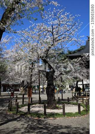Yasukuni Shrine - Cherry blossom specimen tree 139081680