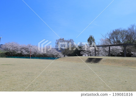 清水川潺潺溪公園，櫻花正值盛開。 139081816