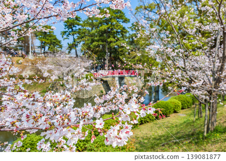 愛知縣岡崎市岡崎城公園的櫻花盛開，是日本百大賞櫻勝地之一。 139081877
