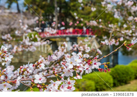 愛知縣岡崎市岡崎城公園的櫻花盛開,是日本百大賞櫻勝地之一。 愛知縣岡崎市岡崎城公園的櫻花盛開,是日本百大賞櫻勝地之一。 139081878