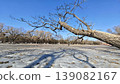 Dry trees and blue sky, ice and shadow in winter parks in the north 139082167