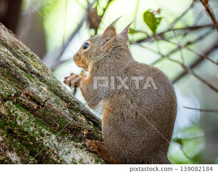 Close-up of a Japanese squirrel Close-up of a Japanese squirrel 139082184