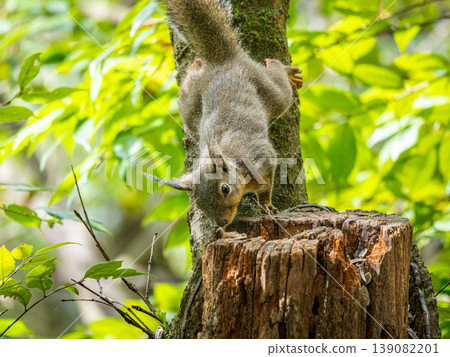 Close-up of a Japanese squirrel Close-up of a Japanese squirrel 139082201