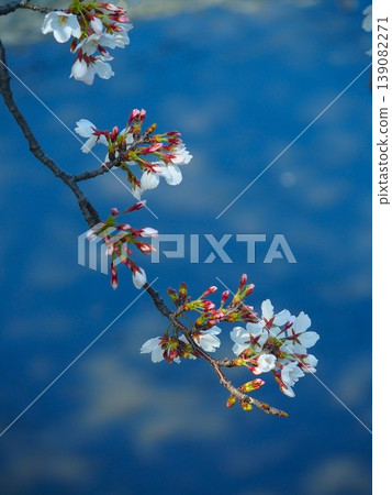 陽光透過河岸樹木灑在櫻花上，櫻花漂浮在河面上，花瓣隨風飄蕩。 139082271
