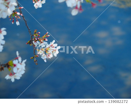 河岸上櫻花盛開,陽光透過樹葉灑在河面上,花瓣漂浮在水面上,構成了美麗的背景。 河岸上櫻花盛開,陽光透過樹葉灑在河面上,花瓣漂浮在水面上,構成了美麗的背景。 139082272