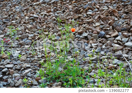 Gravel on the railway tracks and poppy flowers Gravel on the railway tracks and poppy flowers 139082277