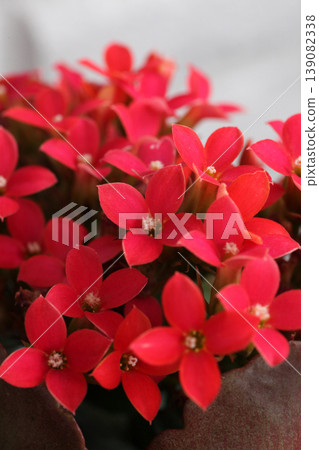 Kalanchoe flowers Kalanchoe flowers 139082338
