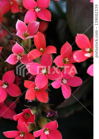 Kalanchoe flowers Kalanchoe flowers 139082339