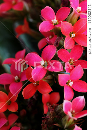 Kalanchoe flowers Kalanchoe flowers 139082341