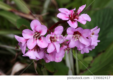 Himalaya Yukinoshita Himalaya Yukinoshita 139082417