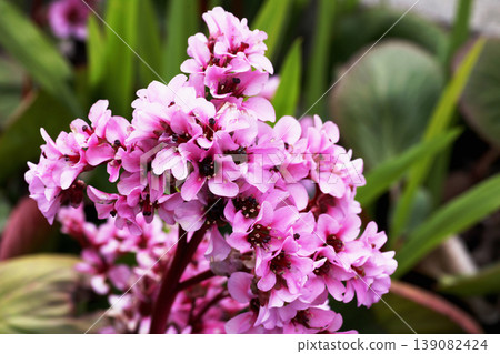 Himalaya Yukinoshita Himalaya Yukinoshita 139082424