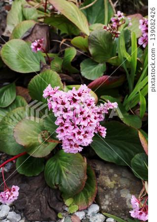 Himalaya Yukinoshita Himalaya Yukinoshita 139082426