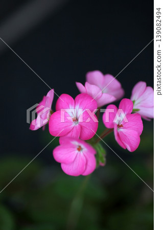 天竺葵花 天竺葵花 139082494